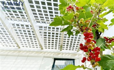 Agri-PV-Überdachungssystem